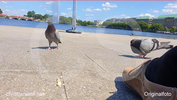 Die Tauben vom Jungfernstieg, Hamburg.