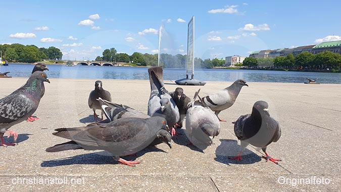 Tauben Jungfernstieg in Hamburg.