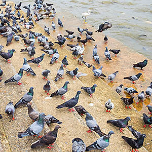 Tauben auf dem Jungfernstieg